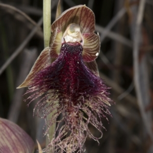 Calochilus platychilus at Bruce, ACT - suppressed