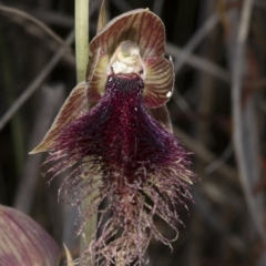 Calochilus platychilus at Bruce, ACT - 26 Oct 2016
