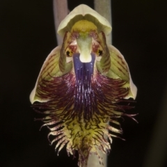 Calochilus montanus (Copper Beard Orchid) at Black Mountain - 26 Oct 2016 by DerekC