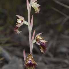 Calochilus montanus at Bruce, ACT - 26 Oct 2016