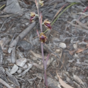 Calochilus montanus at Bruce, ACT - 26 Oct 2016