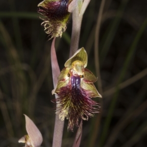 Calochilus montanus at Bruce, ACT - 26 Oct 2016