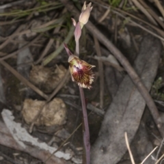 Calochilus montanus (Copper Beard Orchid) at Bruce, ACT - 26 Oct 2016 by DerekC