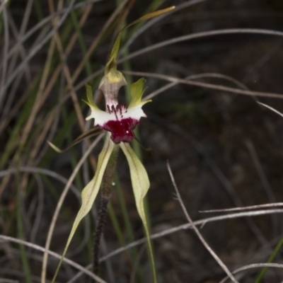 Caladenia atrovespa (Green-comb Spider Orchid) at Bruce, ACT - 26 Oct 2016 by DerekC