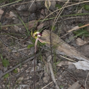 Caladenia atrovespa at Bruce, ACT - 26 Oct 2016