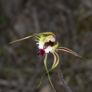 Caladenia atrovespa at Bruce, ACT - 26 Oct 2016