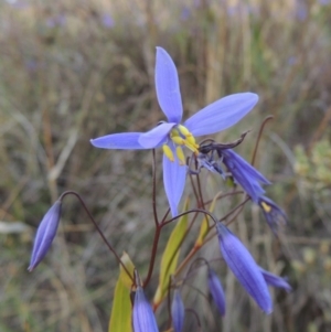 Stypandra glauca at Tralee, NSW - 12 Oct 2016