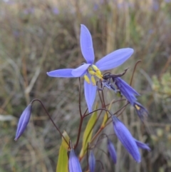 Stypandra glauca (Nodding Blue Lily) at Tuggeranong Pines - 12 Oct 2016 by michaelb
