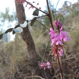 Indigofera australis subsp. australis at Tralee, NSW - 12 Oct 2016 07:39 PM