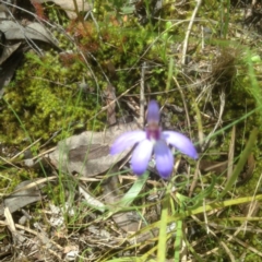 Cyanicula caerulea (Blue Fingers, Blue Fairies) at Gossan Hill - 24 Sep 2016 by MichaelMulvaney