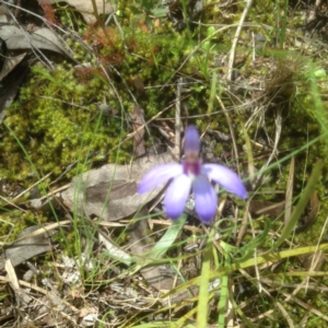 Cyanicula caerulea at Point 610 - 24 Sep 2016