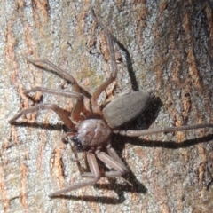 Hemicloea sp. (genus) (Flat bark spider) at Conder, ACT - 4 Jul 2014 by MichaelBedingfield