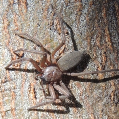 Hemicloea sp. (genus) (Flat bark spider) at Pollinator-friendly garden Conder - 4 Jul 2014 by michaelb