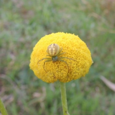 Lehtinelagia prasina (Leek-green flower spider) at Theodore, ACT - 6 Oct 2014 by MichaelBedingfield