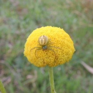 Lehtinelagia prasina at Theodore, ACT - 6 Oct 2014