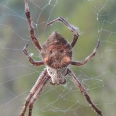 Hortophora sp. (genus) (Garden orb weaver) at Greenway, ACT - 9 Mar 2015 by MichaelBedingfield