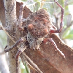 Hortophora sp. (genus) at Greenway, ACT - 9 Mar 2015 07:33 PM