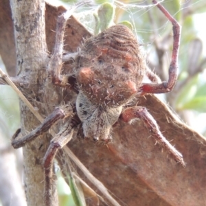 Hortophora sp. (genus) at Greenway, ACT - 9 Mar 2015 07:33 PM