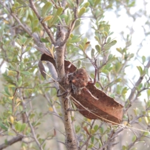 Hortophora sp. (genus) at Greenway, ACT - 9 Mar 2015 07:33 PM