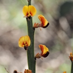 Bossiaea grayi (Murrumbidgee Bossiaea) at Paddys River, ACT - 27 Sep 2016 by KenT