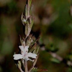 Westringia eremicola (Slender Western Rosemary) at Paddys River, ACT - 28 Sep 2016 by KenT