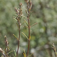 Westringia eremicola at Paddys River, ACT - 28 Sep 2016 08:54 AM