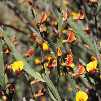 Bossiaea grayi (Murrumbidgee Bossiaea) at Paddys River, ACT - 27 Sep 2016 by KenT