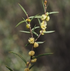 Acacia siculiformis (Dagger Wattle) at Paddys River, ACT - 28 Sep 2016 by KenT