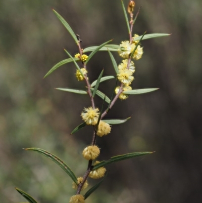 Acacia siculiformis (Dagger Wattle) at Paddys River, ACT - 28 Sep 2016 by KenT