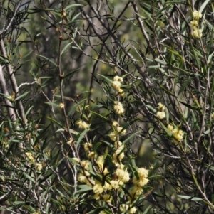Acacia siculiformis at Paddys River, ACT - 28 Sep 2016