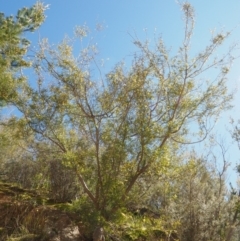 Acacia siculiformis at Paddys River, ACT - 28 Sep 2016