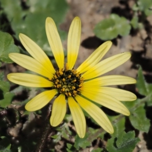 Arctotheca calendula at Paddys River, ACT - 28 Sep 2016 10:50 AM