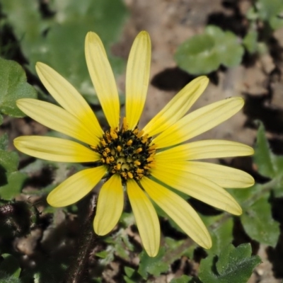 Arctotheca calendula (Capeweed, Cape Dandelion) at Paddys River, ACT - 28 Sep 2016 by KenT