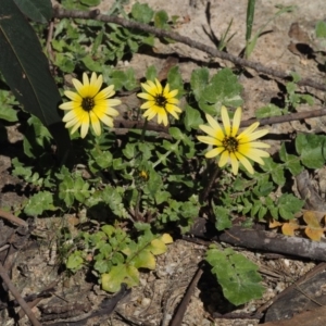 Arctotheca calendula at Paddys River, ACT - 28 Sep 2016 10:50 AM