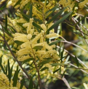 Acacia longifolia subsp. longifolia at Paddys River, ACT - 28 Sep 2016 10:50 AM