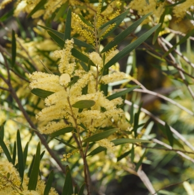 Acacia longifolia subsp. longifolia (Sydney Golden Wattle) at Paddys River, ACT - 28 Sep 2016 by KenT
