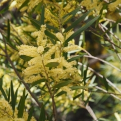 Acacia longifolia subsp. longifolia (Sydney Golden Wattle) at Paddys River, ACT - 28 Sep 2016 by KenT