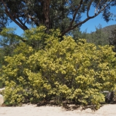Acacia longifolia subsp. longifolia at Paddys River, ACT - 28 Sep 2016