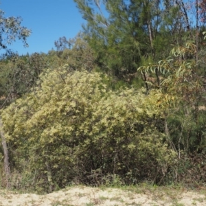 Gynatrix pulchella at Paddys River, ACT - 28 Sep 2016 11:41 AM