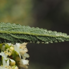 Gynatrix pulchella at Paddys River, ACT - 28 Sep 2016