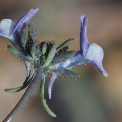 Linaria arvensis (Corn Toadflax) at Paddys River, ACT - 28 Sep 2016 by KenT