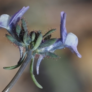 Linaria arvensis at Paddys River, ACT - 28 Sep 2016