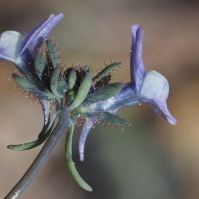 Linaria arvensis (Corn Toadflax) at Paddys River, ACT - 28 Sep 2016 by KenT