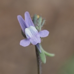 Linaria arvensis at Paddys River, ACT - 28 Sep 2016