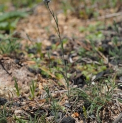 Linaria arvensis at Paddys River, ACT - 28 Sep 2016