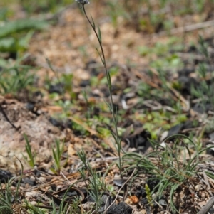 Linaria arvensis at Paddys River, ACT - 28 Sep 2016