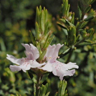 Westringia eremicola (Slender Western Rosemary) at Paddys River, ACT - 28 Sep 2016 by KenT