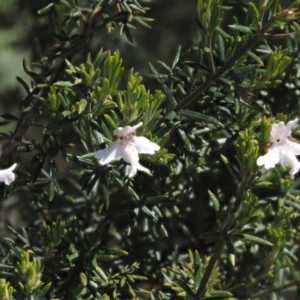 Westringia eremicola at Paddys River, ACT - 28 Sep 2016