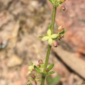 Galium gaudichaudii subsp. gaudichaudii at Googong, NSW - 27 Oct 2016