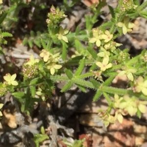 Galium gaudichaudii subsp. gaudichaudii at Googong, NSW - 27 Oct 2016